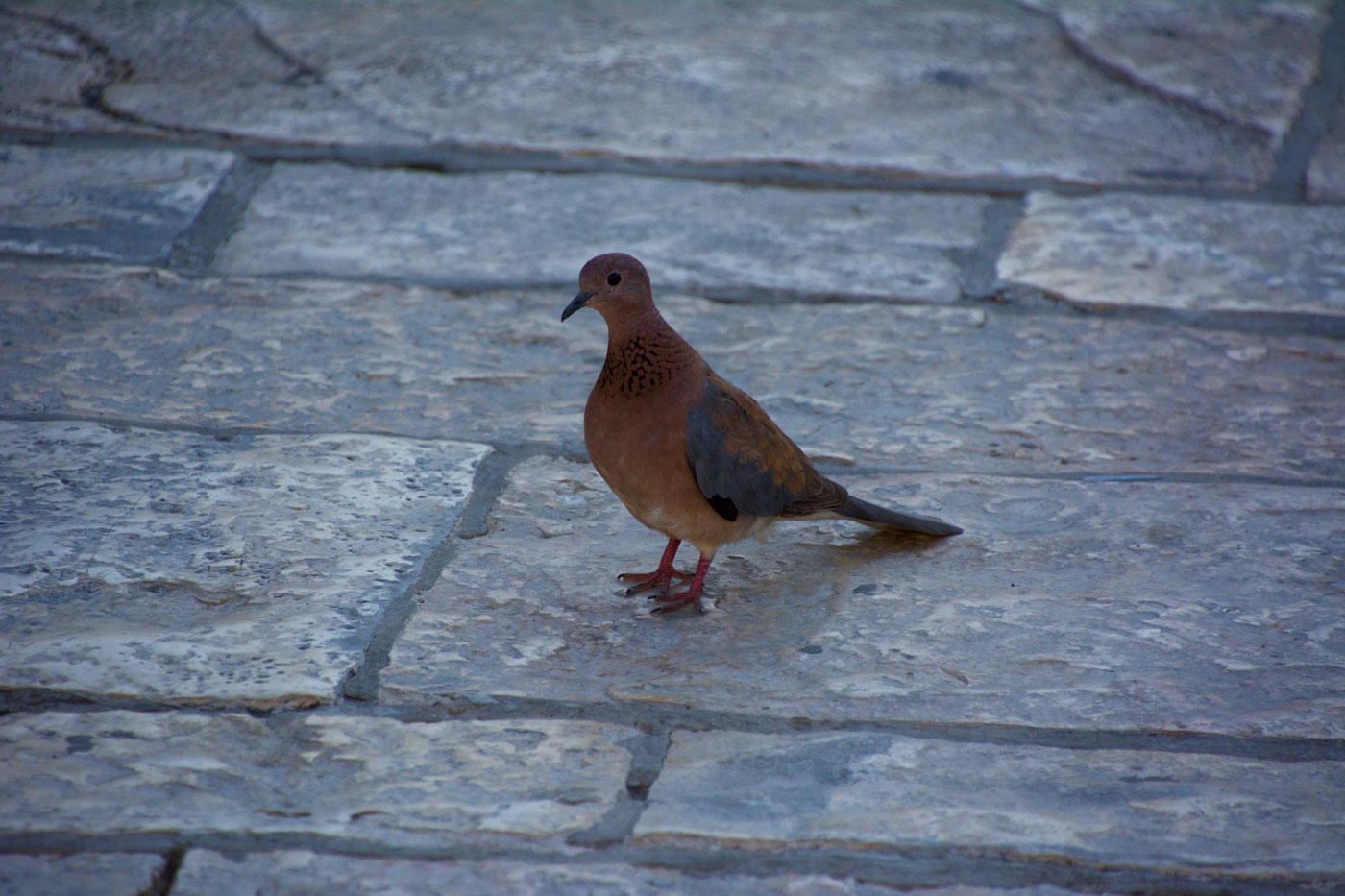 Jerusalem Dove in Old City - Vegan Travel