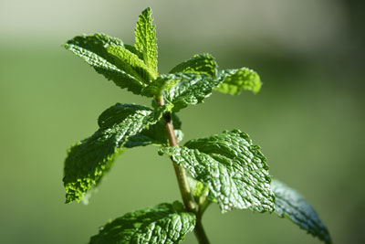 Moroccan Mint or Nana - Vegan Travel