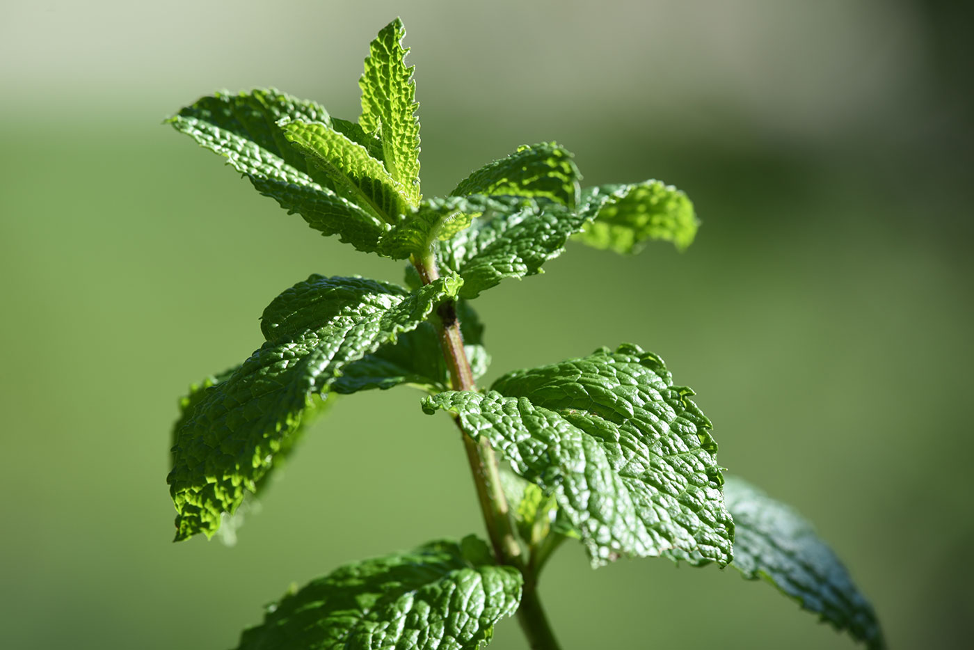 Moroccan Mint - Nana