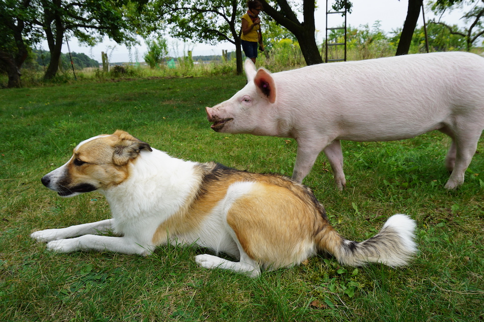 Spending A Day At Deutsches Tierschutzb ro Animal Sanctuary In Germany