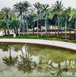Palmtrees in the Turia Park in Valencia
