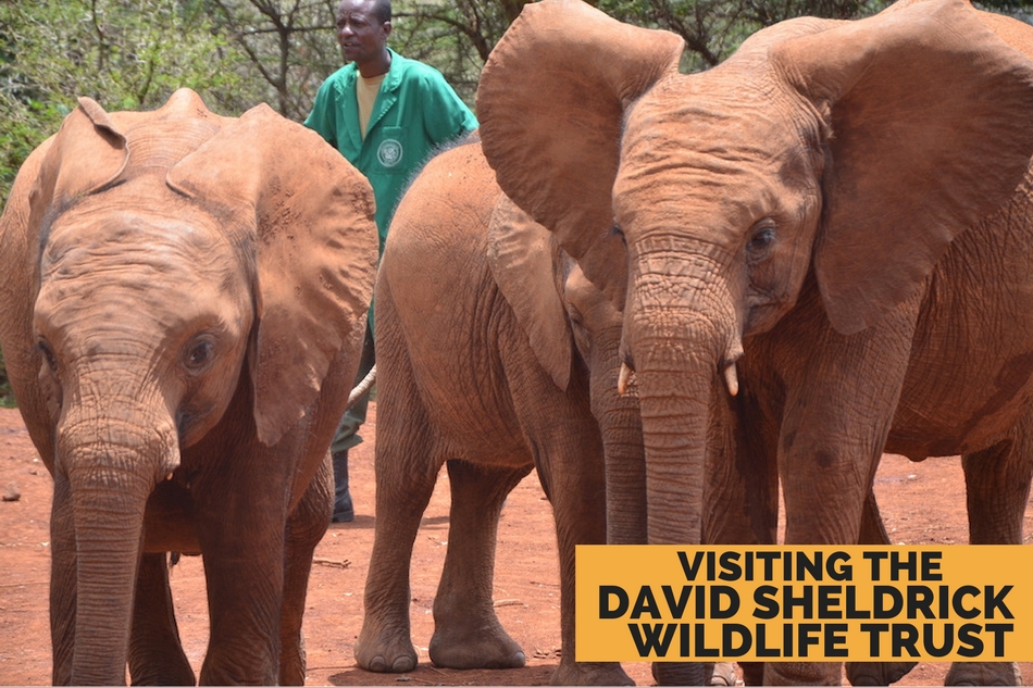 Visiting the David Sheldrick Wildlife Trust