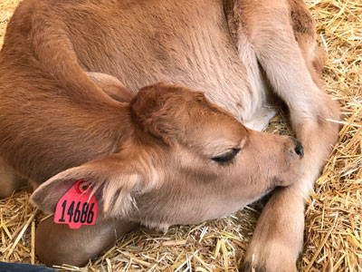 Tito rescue baby cow