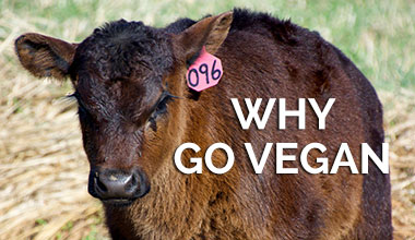 Why Go Vegan