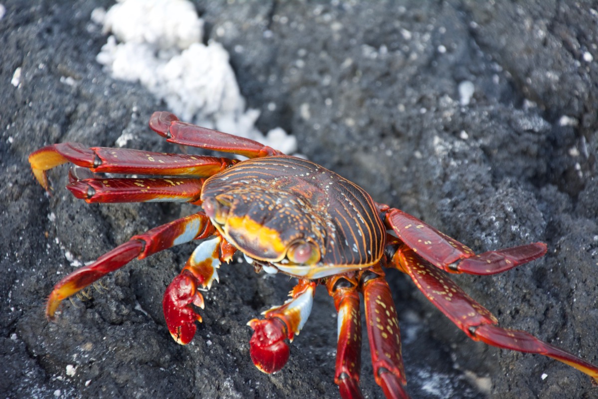 Beautifully Colored Crabs