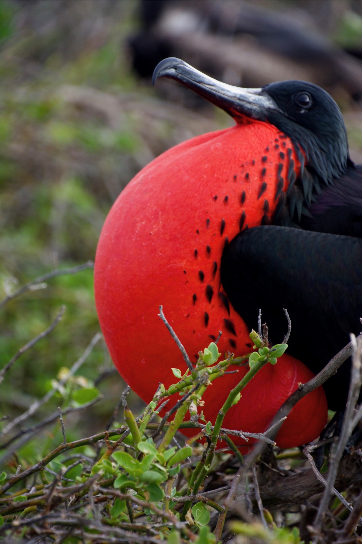 Frigatebirds on North Seymour