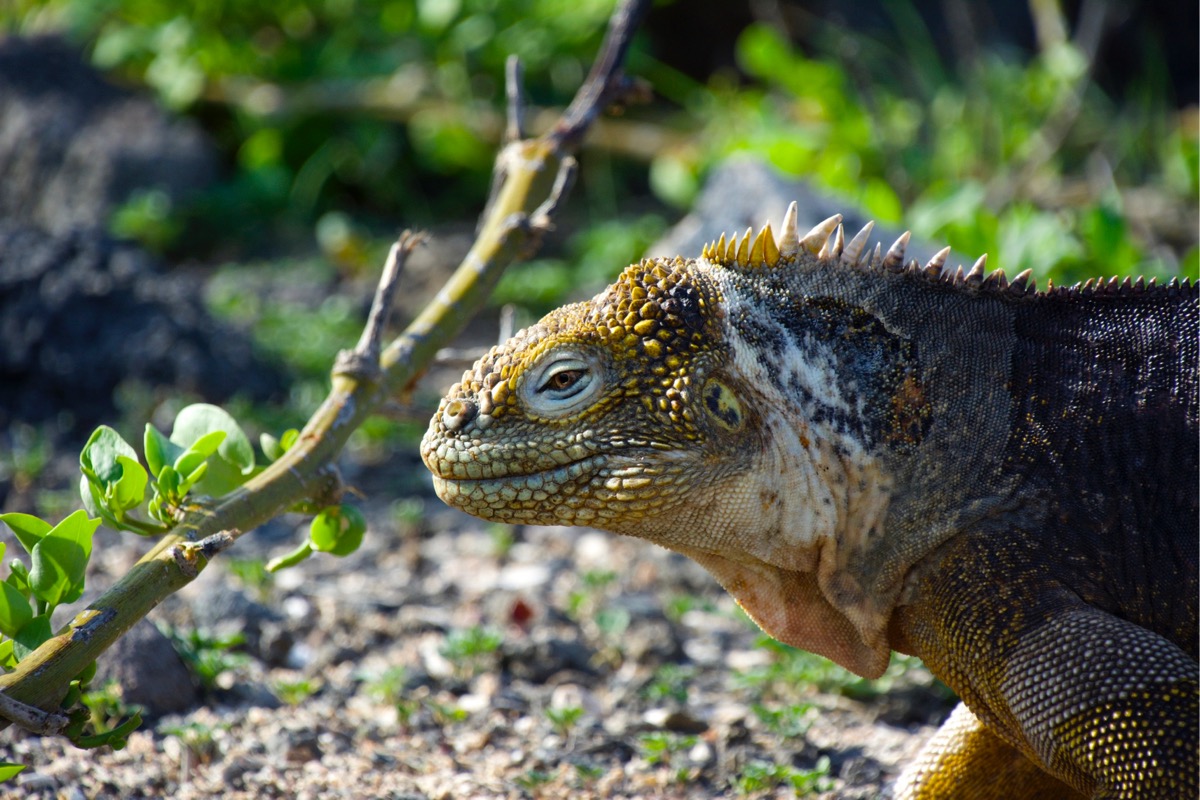 Galapagos Land Iguana