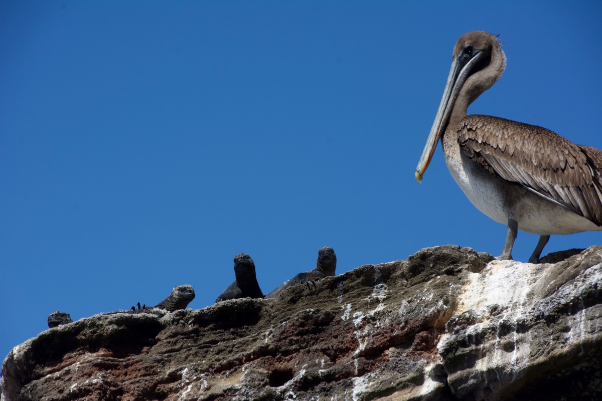 Pelicans and Sea Iguanas