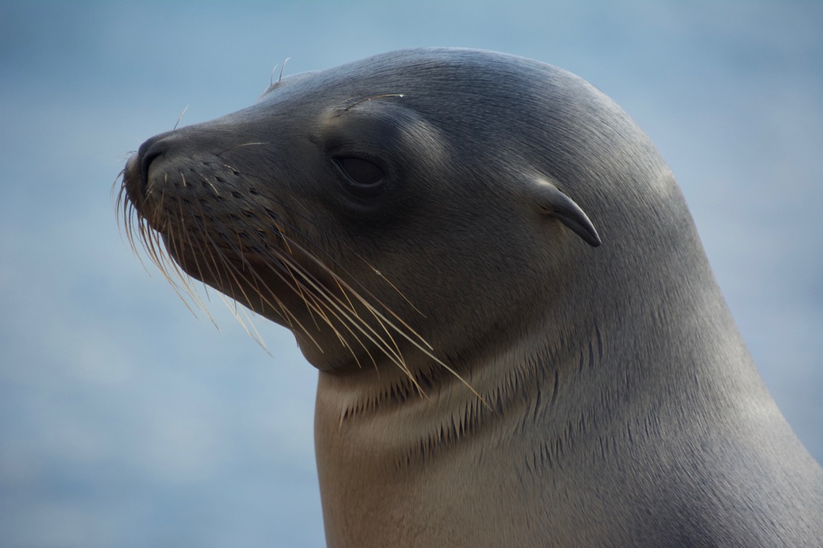 Seals on on Punta Espinoza