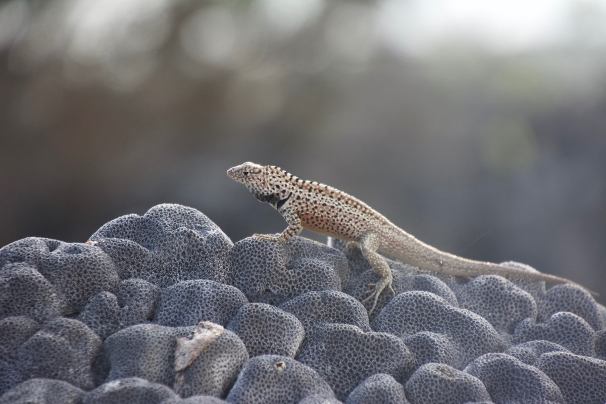 Tiny agile lizards shown here on lava, but are often found on seals