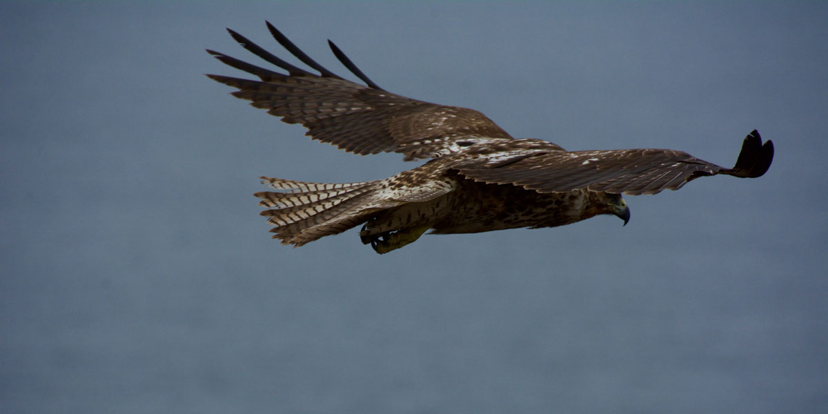 Vegan Travel Blogger Guide - Galapagos Hawk