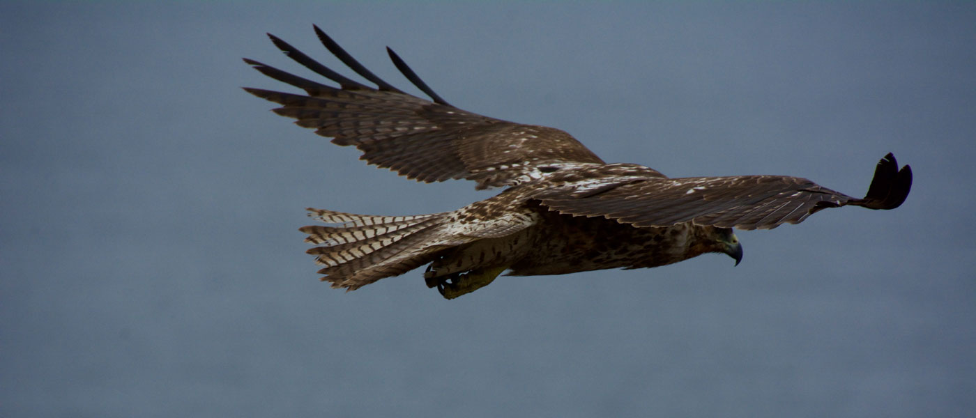 Vegan Travel Blogger Guide - Galapagos Hawk