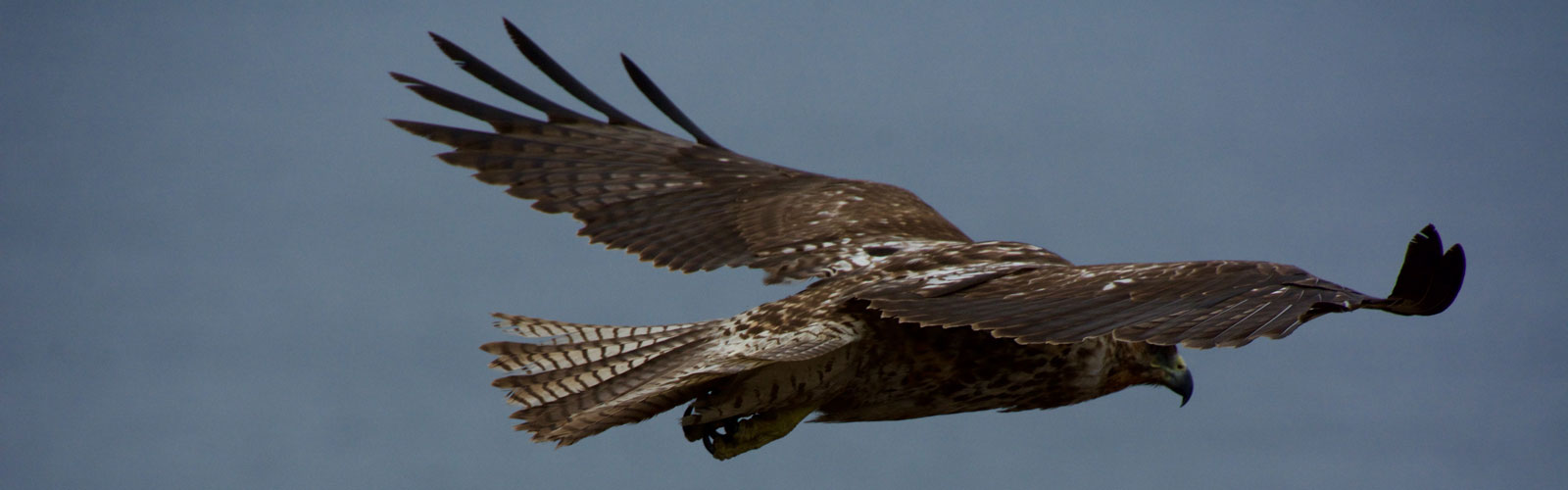 Vegan Travel Blogger Guide - Galapagos Hawk