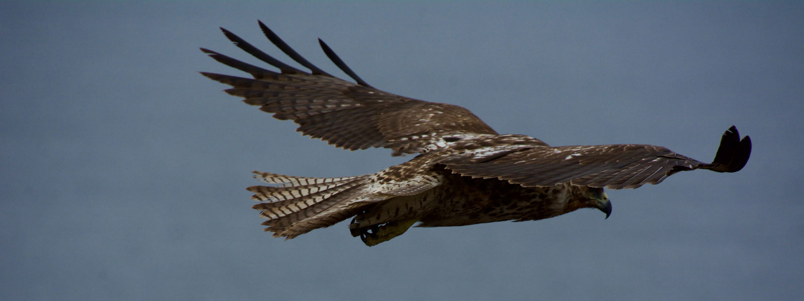 Vegan Travel Blogger Guide - Galapagos Hawk