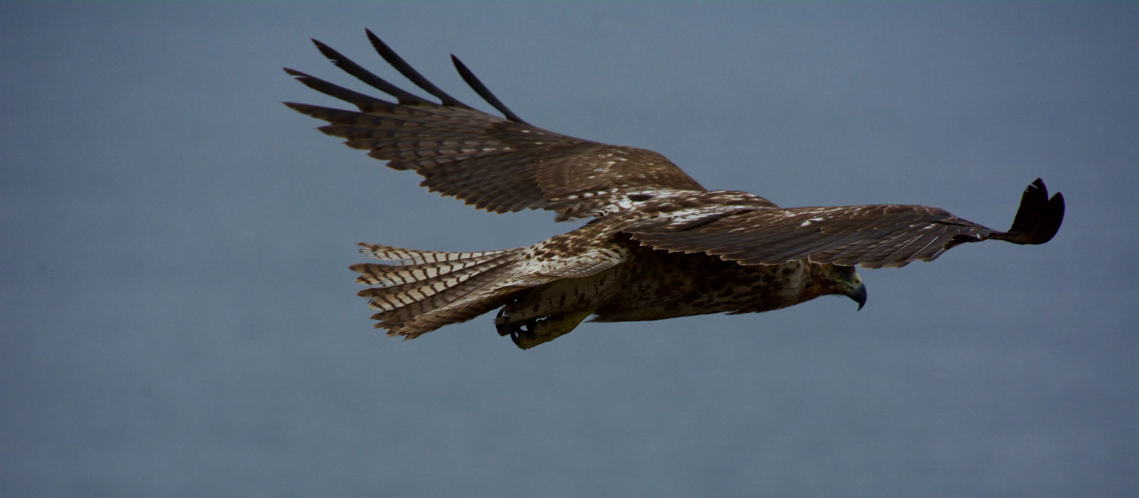 Vegan Travel Blogger Guide - Galapagos Hawk