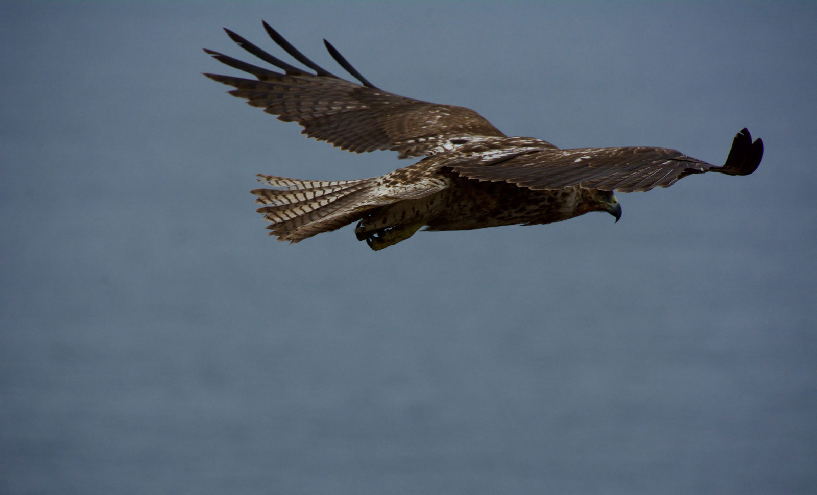 Vegan Travel Blogger Guide - Galapagos Hawk